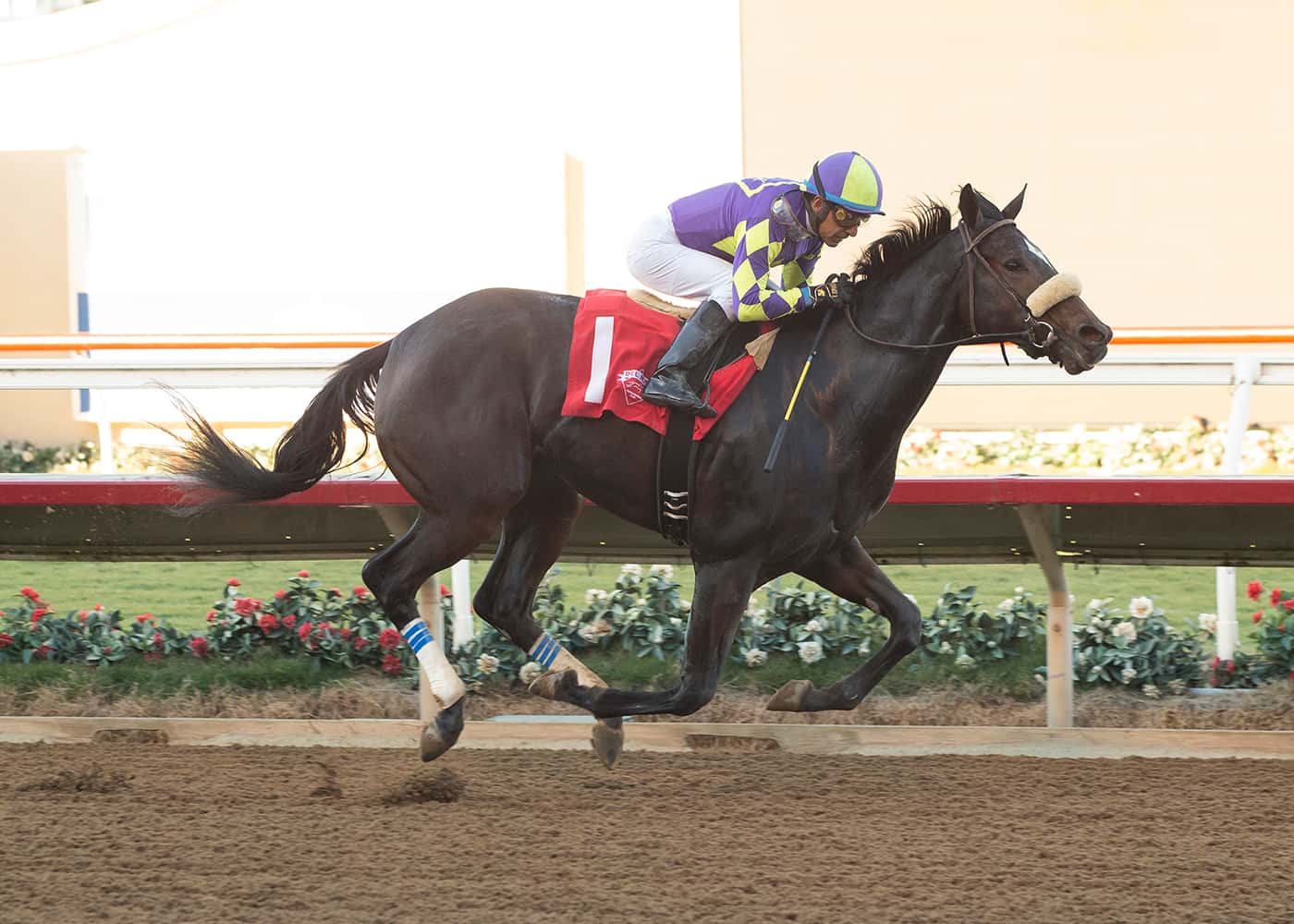 C R K Stable’s Talented Justique Heads Sunday’s Grade III, $100,000 Santa Ynez Stakes