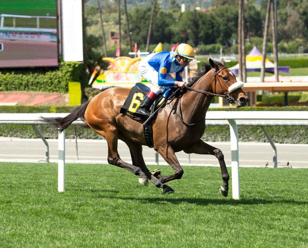 Queen Ofthe Temple Heads Wide Open Field Of Nine Distaffers Going A Mile And One Half On Turf In Saturday’s $100,000 Astra Stakes