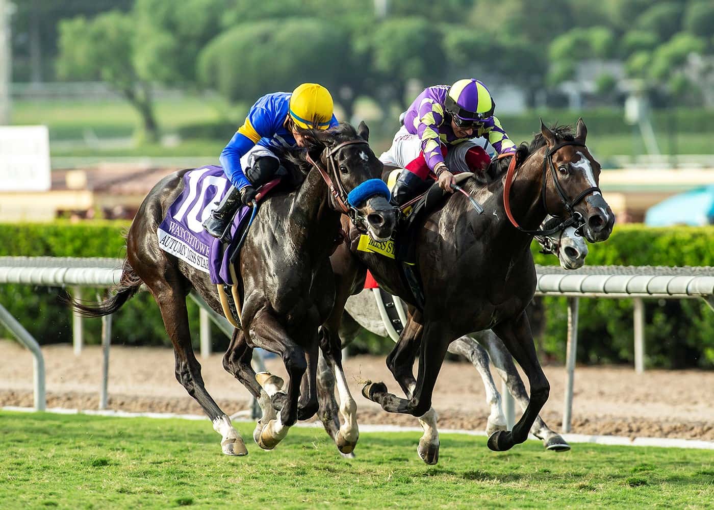 Watchtower Nails Heavy Favorite Medoro In Final Strides To Win Sunday’s GIII, $100,000 Autumn Miss Stakes