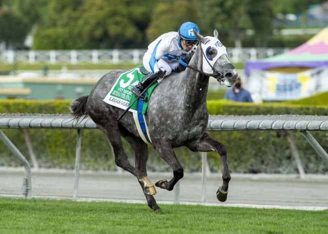 D’Amato-Trained Leggs Galore Looms Short Priced Favorite In Saturday’s $75,000 Mizdirection Stakes